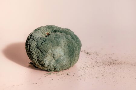 Rotten mandarin. Spoiled tangerine with green mold and fungus on coral background.の写真素材