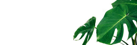 Real monstera plant leaves with raindrops on white background. Horizontal banner with copy space. Tropical, botanical nature concept.の写真素材