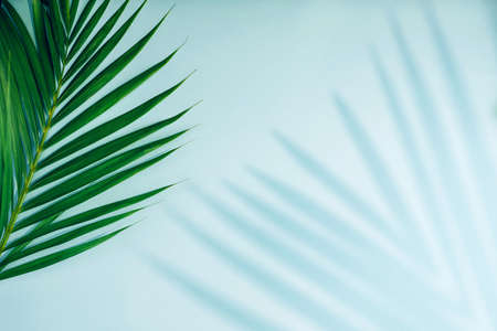 Tropical palm leaves with shadow on blue background. Minimal nature. Summer Styled. Flat lay. Free...