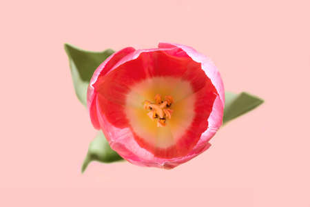 Top view of a beautiful blossomed out tulip flower on pink backgroundの写真素材