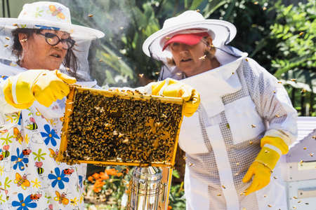 Beekeeper controlling beehive and comb frame, harvesting honey. Beekeeping concept.