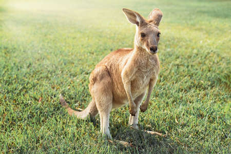 Australian kangaroo enjoying the afternoon sun in a parkの写真素材
