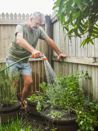 Senior man cuts rosemary in courtyard. Home gardening, herbs and plants in gardenの写真素材