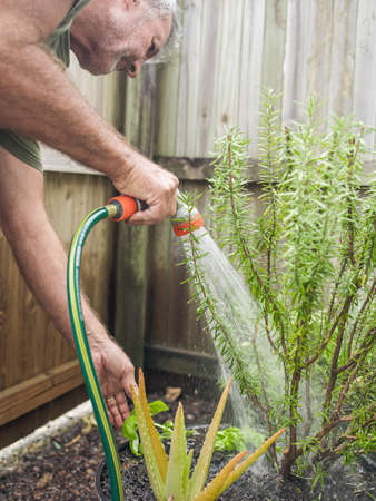 Senior man cuts rosemary in courtyard. Home gardening, herbs and plants in gardenの写真素材