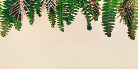 Natural green fern and golden leaves on pale biege paper.の写真素材
