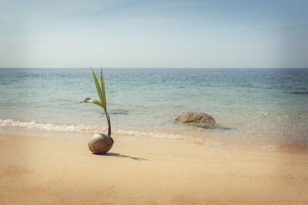 Sprouted coconut on the beach in Thailandの写真素材
