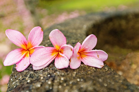 Three pink frangipani close upの写真素材