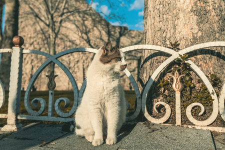 Cute fluffy istanbul street catの写真素材