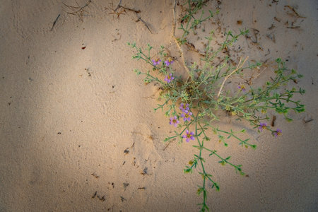 Soft pink desert flowers in the sand dunes of Sinai Egyptの写真素材