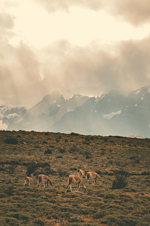 Group of guanaco animals in Patagonia Chile