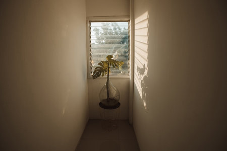 Green plant in the glass transparent vase next to the window at sunset with shadowsの写真素材