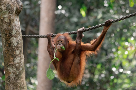Orangutan swinging on the rope in rainforest Borneo Sepilok sanctuary Malaysiaの写真素材