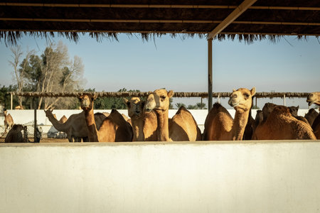 Camels in the camel farm in Manama Bahrainの写真素材