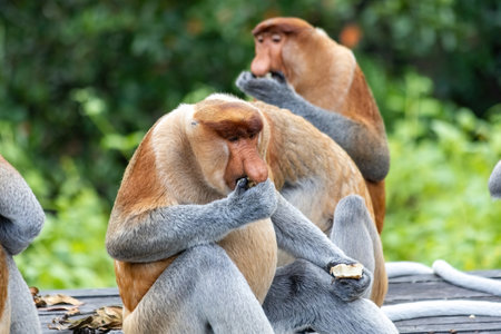 Two cute Proboscis Monkey in Borneo rainforest Sandakan Malaysia