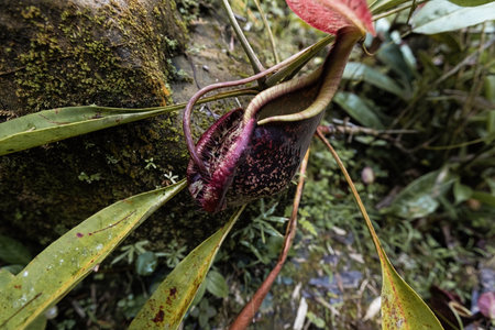 Insect trap pitcher plant in Borneo rainforest Malaysiaの写真素材
