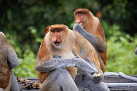 Two cute Proboscis Monkey in Borneo rainforest Sandakan Malaysiaの写真素材