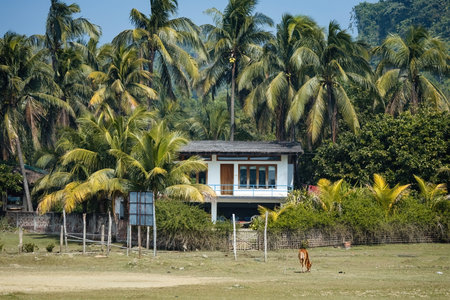 House in the jungle surrounded with palm trees in Cox's Bazar in Bangladeshのeditorial素材