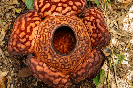 Rafflesia flower blooming top view in Borneo Jungle, Malaysiaの写真素材