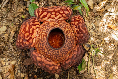Rafflesia flower blooming top view in Borneo Jungle, Malaysiaの写真素材