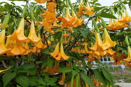 Orange bell flowers in Borneo garden, Malaysiaの写真素材