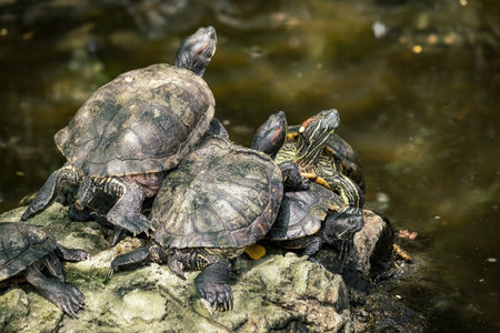 Turtle on the lake close upのeditorial素材