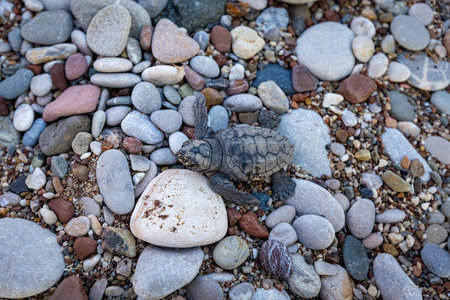 Small newborn sea baby turtle on the sandの写真素材