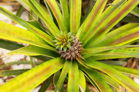 Pineapple cultivation plantation on pineapple fruit growing close up view in the green house