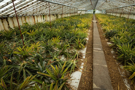 Greenhouse growting pineapples in Ponta Delgada Azores islands Portugalの写真素材