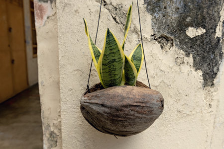 Flower pot made of coconut street decoration in Malaysiaの写真素材