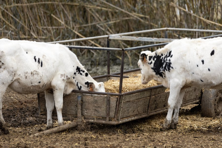 White and black cows on the farm eat hay from the feederの写真素材