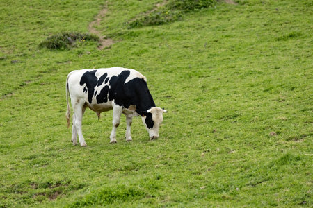 Cow grazing on the green meadow in Azores Portugalの写真素材