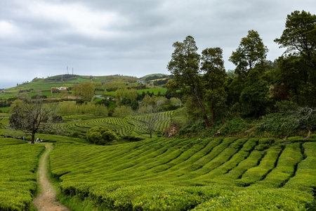 Tea plantation in Cha Gorreana at Sao Miguel island Azores Portugal