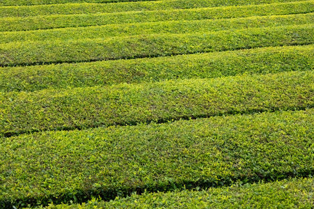 Tea plantation in Cha Gorreana at Sao Miguel island Azores Portugal