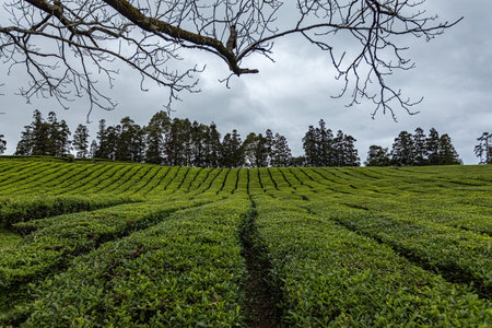 Tea plantation in Cha Gorreana at Sao Miguel island Azores Portugalの写真素材