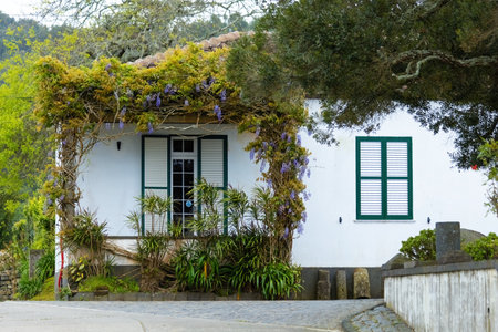 Lovely white house with ivy plants in Azores islands Portugalの写真素材