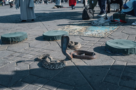 Snake show in Marakkesh on the main square Morocco