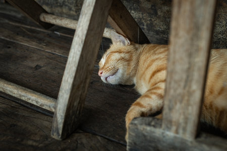 Cute red cat sleeping under the chairの写真素材