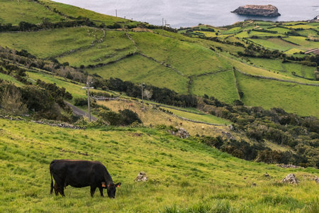 Cows grazing on the green pasture eating grass Azores islandsの写真素材