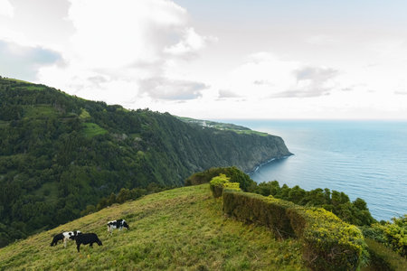Cows grazing on the green pasture eating grass Azores islandsの写真素材