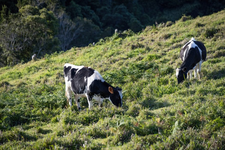 Cows grazing on the green pasture eating grass Azores islands