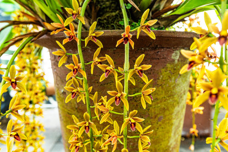 Amazing blooming orchids at Faial Botanical Garden Azores Portugalの写真素材
