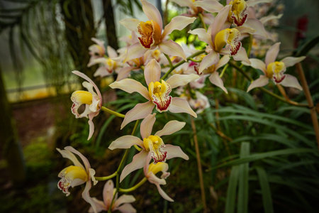 Amazing blooming orchids at Faial Botanical Garden Azores Portugal