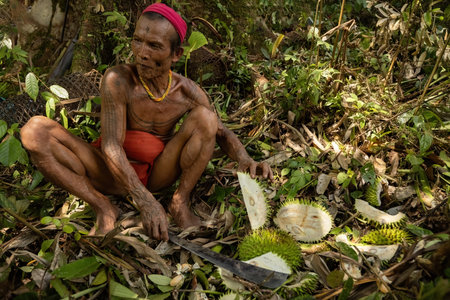 Mentawai tribe shaman eating wild durian in the jungle of Siberut island, harvesting durian fruits,...