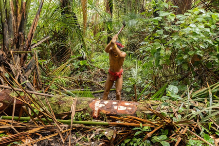 Mentawai tribe shaman cutting down the Sagu palm tree in the jungle of Siberut island in West...
