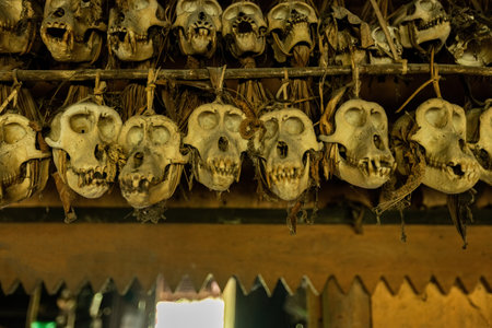 Monkey skulls decorating the traditional house Uma at Mentawai village in Siberut island West Sumatra Indonesiaのeditorial素材