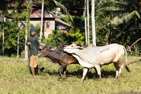 Cows getting ready for Pacu jawi traditional cow racing competition in West Sumatra, Indonesia