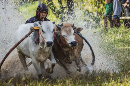 Pacu jawi traditional cow racing competition in West Sumatra, Indonesia