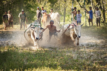 Pacu jawi traditional cow racing competition in West Sumatra, Indonesia