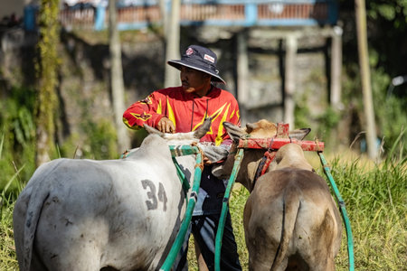 Cows getting ready for Pacu jawi traditional cow racing competition in West Sumatra, Indonesiaのeditorial素材