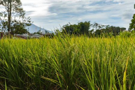 Amazing view of green rice fields in West Sumatra Indonesia